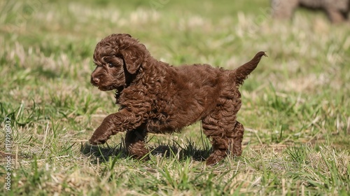 An adorable brown poodle puppy dog sprinting merrily on the grass, displaying its youthful energy and lively charm. A heart - warming scene of a puppy at play. photo