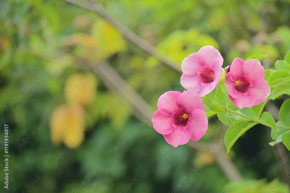 Flower,No People,Nature,Plant,Leaf,Botany,Petal,Beauty,Blossom,Beauty In Nature,Close-up,Summer,Backgrounds,Bright,Springtime,Growth,Tropical Flower,Garden,Allamanda blanchetii,Pink Allamanda,purple a