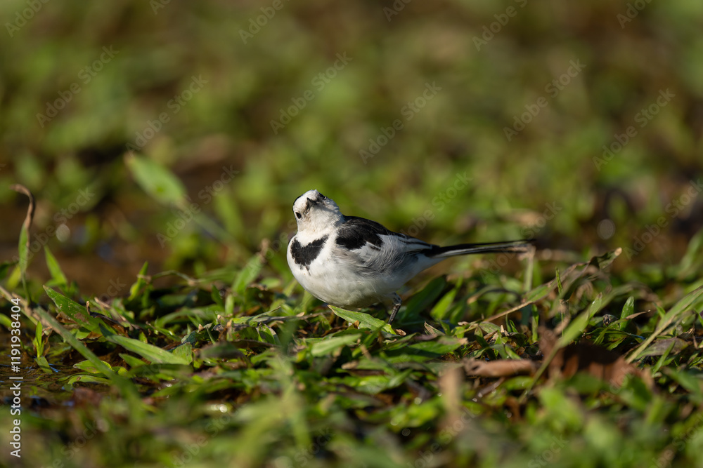 Naklejka premium A White Wagtail on the ground.