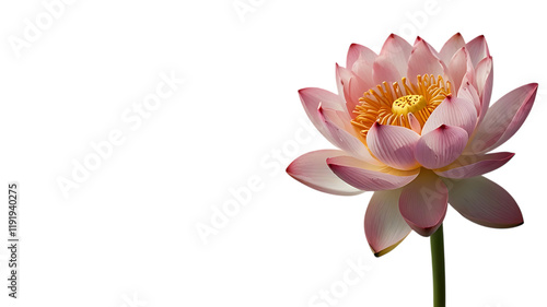 A beautiful pink and white lotus flower, also known as Nelumbo nucifera, with a yellow central core and a green stem, isolated on a white background.