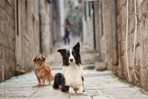 Photography A Border Collie and a small dog stand in a narrow stone street, surrounded by old architecture