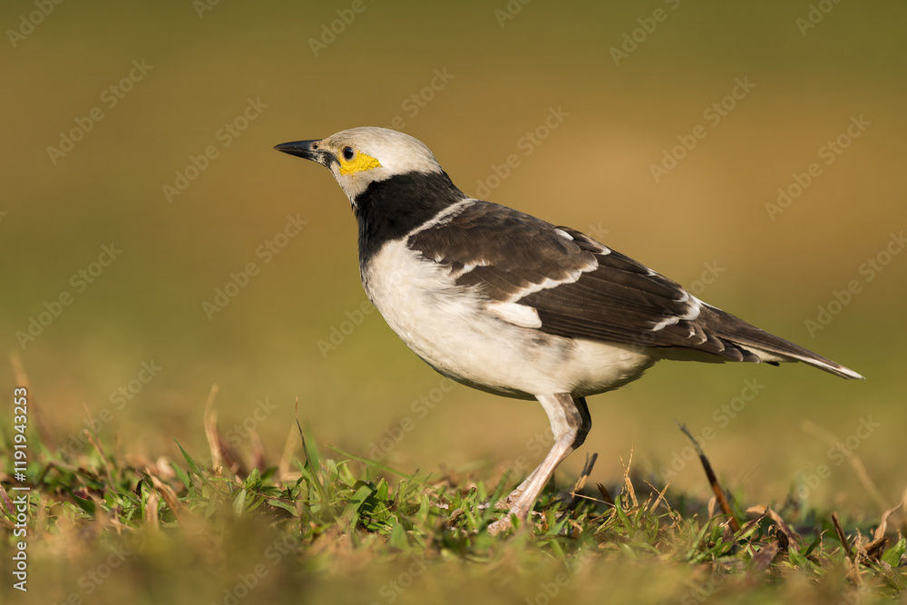 A Black-collared starling stands in the grass. Blurred natural background. A Black-collared starling stands in the grass. Blurred natural background.