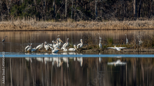 Wallpaper Mural Pod of American White Pelicans Torontodigital.ca