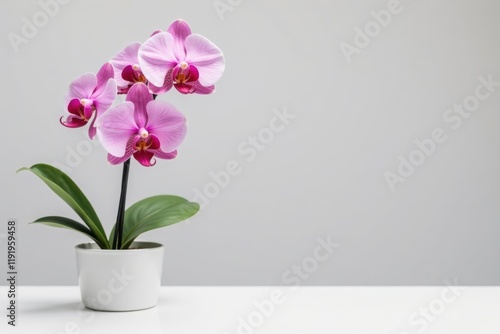 Wallpaper Mural A single pink orchid stands out against a plain white surface, delicate, blossom Torontodigital.ca