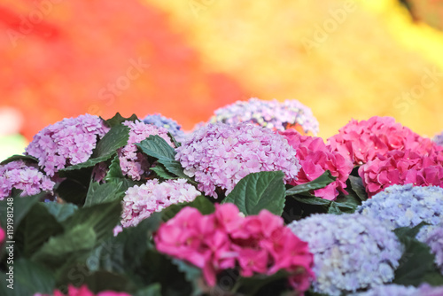 Pink hydrangea macrophylla flower field or multicolored hortensia blooming in natural colorful garden background photo