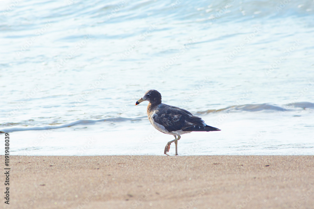 Peruvian seagull on Chinchorro beach, Arica city Peruvian seagull on Chinchorro beach, Arica city