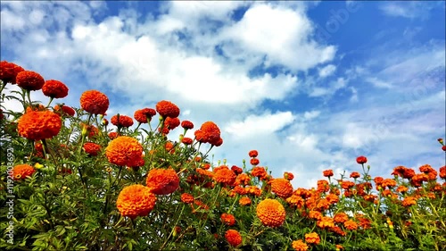 A field full of marigold or Genda phool  under a blue sky. 