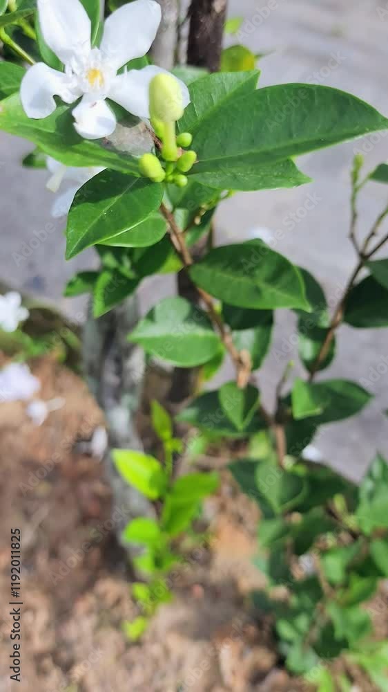 White jasmine flowers with green foliage and blue sky with a fragrant aroma add a pleasant atmosphere to the garden. White jasmine flowers with green foliage and blue sky with a fragrant aroma add a pleasant atmosphere to the garden.