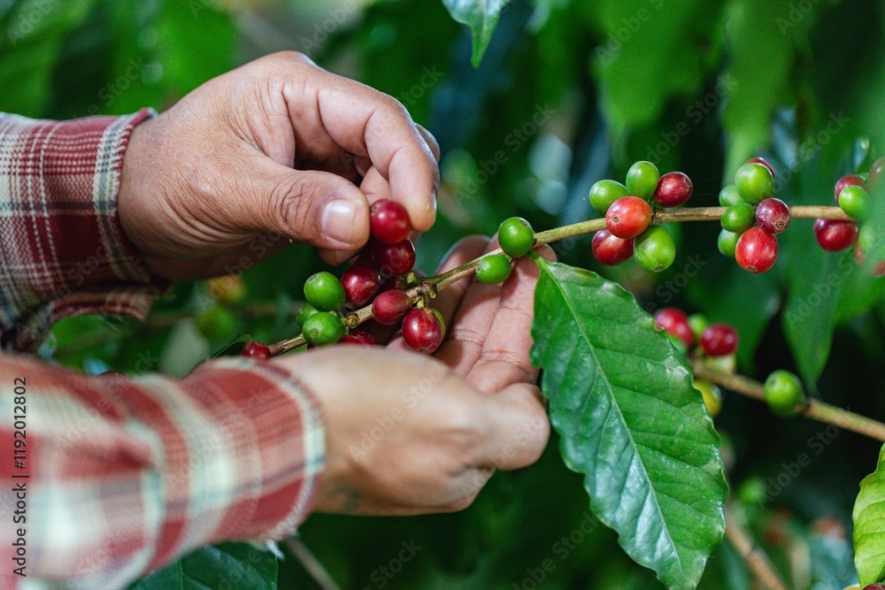 Red Coffee berries near ripeness on branch field,Coffee cherries are almost ripe.harvesting Robusta and arabica coffee berries by agriculturist hands, Harvest arabica coffee berries on its branch Red Coffee berries near ripeness on branch field,Coffee cherries are almost ripe.harvesting Robusta and arabica coffee berries by agriculturist hands, Harvest arabica coffee berries on its branch