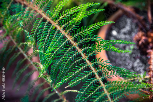 A close-up of Dryopteris carthusiana (Shield Fern) with vibrant green fronds. Native to the Caucasus region, this fern is a striking addition to natural or ornamental gardens photo