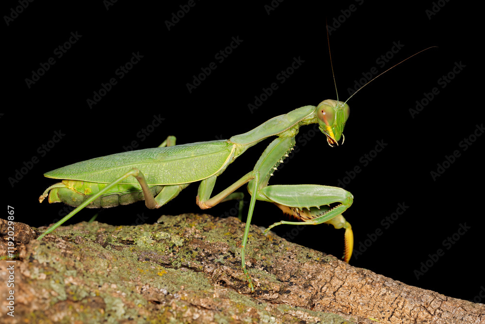 Common green mantis (Sphodromantis gastrica) on a branch, South Africa. Common green mantis (Sphodromantis gastrica) on a branch, South Africa.