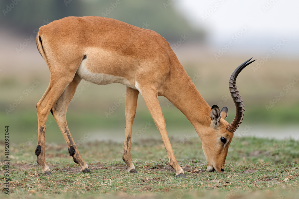 Fototapeta premium A male impala antelope (Aepyceros melampus) grazing in natural habitat, Chobe National Park, Botswana.