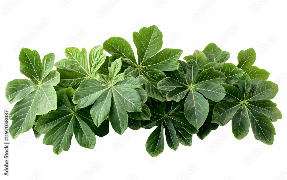 Lush green leaves isolated, design element Lush green leaves isolated, design element