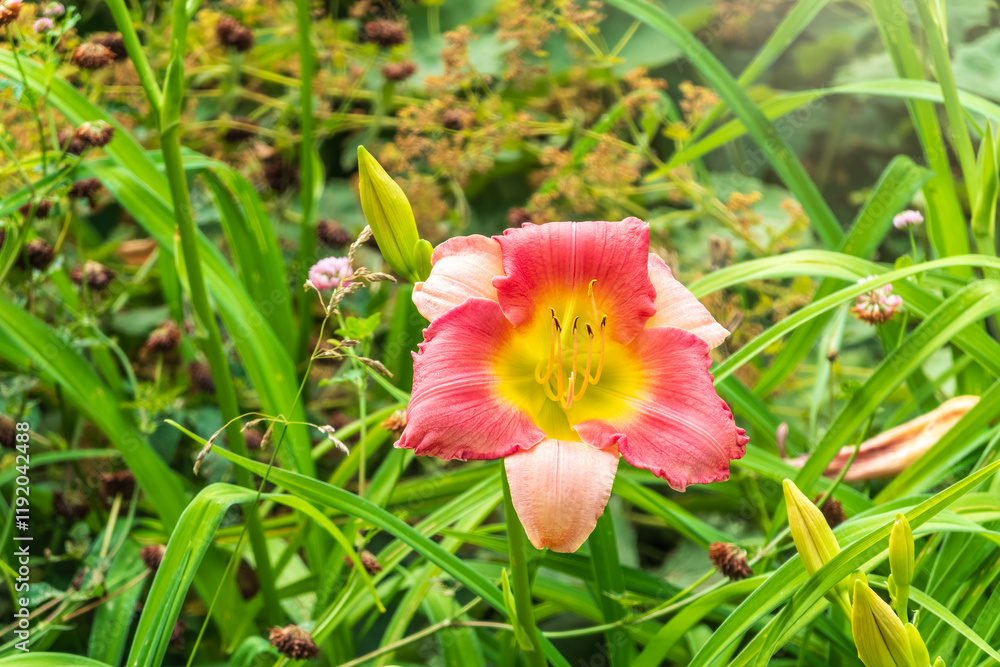 Fototapeta premium Close up of a pink daylily flower in bloom
