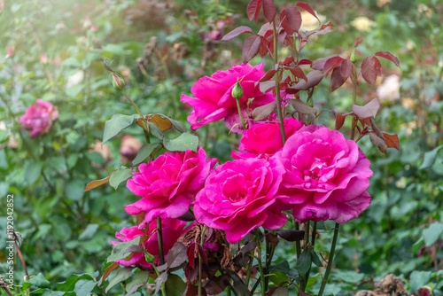 Wallpaper Mural Blooming red rose bud with raindrops close up Torontodigital.ca