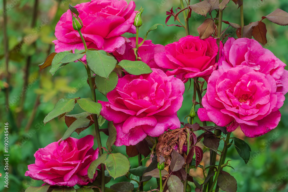 Fototapeta premium Blooming red rose bud with raindrops close up