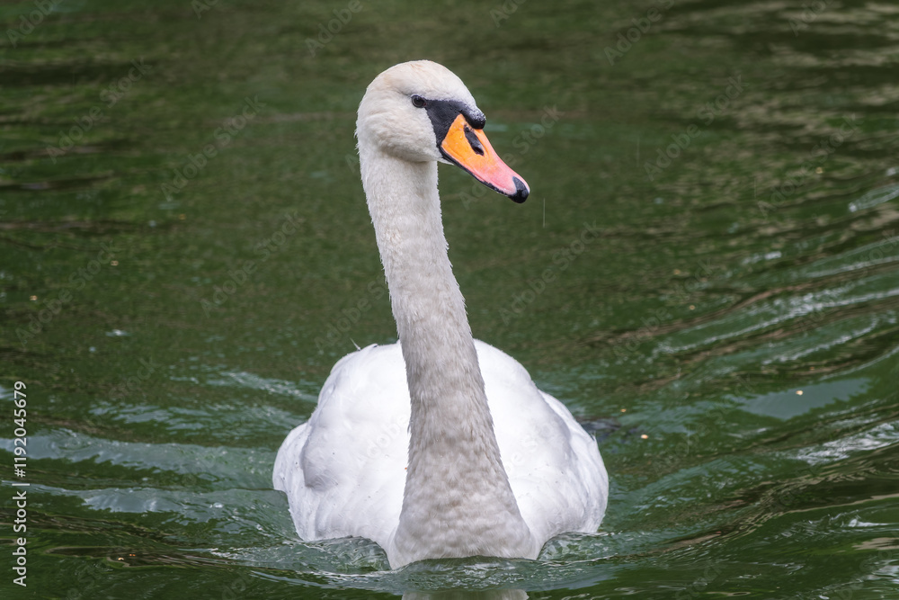 Obraz premium A graceful white swan swimming on a lake with dark water. The white swan is reflected in the water