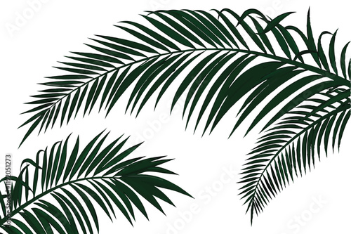 tropical palm fronds, vibrant green leaves, botanical illustration, white background, detailed leaf texture, natural light, photorealistic, high contrast, isolated plant specimen, lush foliage, archin