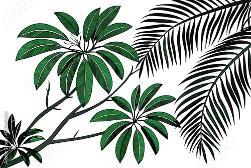 tropical palm fronds, vibrant green leaves, botanical illustration, white background, detailed leaf texture, natural light, photorealistic, high contrast, isolated plant specimen, lush foliage, archin