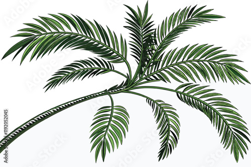 tropical palm fronds, vibrant green leaves, botanical illustration, white background, detailed leaf texture, natural light, photorealistic, high contrast, isolated plant specimen, lush foliage, archin