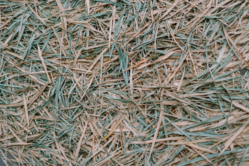 A close-up of dried grass, creating a rustic, textured background. A close-up of dried grass, creating a rustic, textured background.