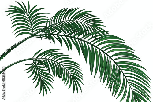tropical palm fronds, vibrant green leaves, botanical illustration, white background, detailed leaf texture, natural light, photorealistic, high contrast, isolated plant specimen, lush foliage, archin