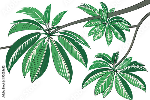 tropical palm fronds, vibrant green leaves, botanical illustration, white background, detailed leaf texture, natural light, photorealistic, high contrast, isolated plant specimen, lush foliage, archin