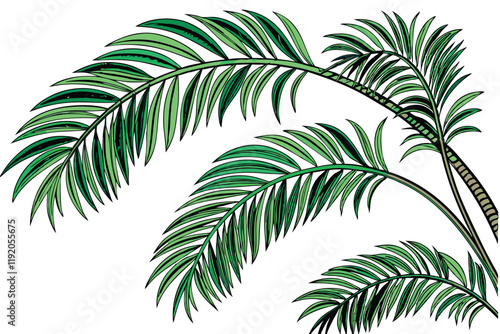 tropical palm fronds, vibrant green leaves, botanical illustration, white background, detailed leaf texture, natural light, photorealistic, high contrast, isolated plant specimen, lush foliage, archin