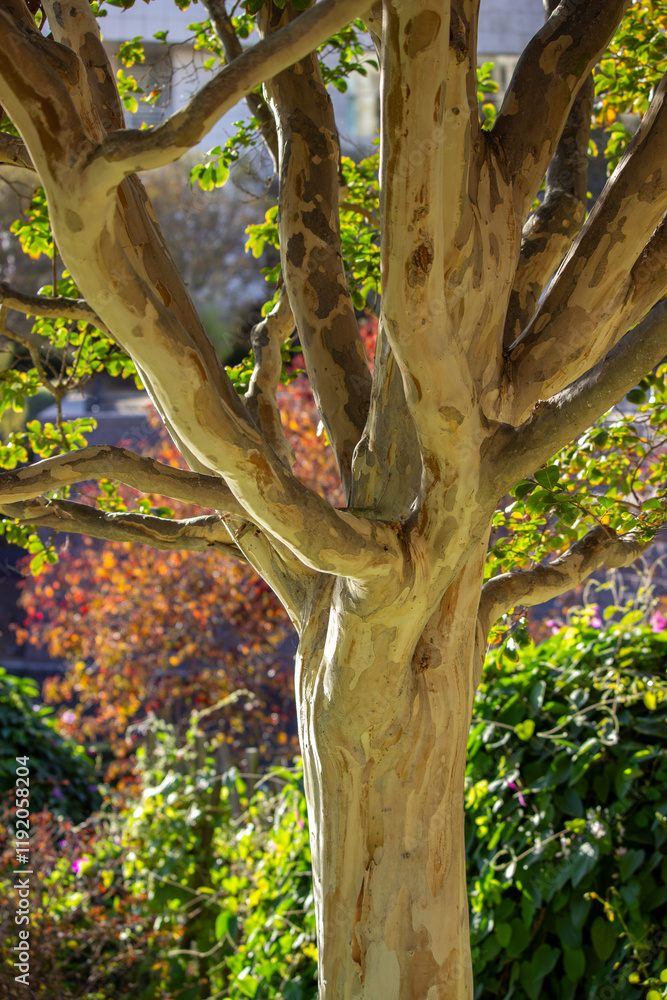 A vibrant tree with smooth bark and branching limbs illuminated by sunlight in a colorful autumn garden