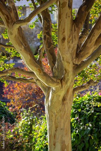 A vibrant tree with smooth bark and branching limbs illuminated by sunlight in a colorful autumn garden