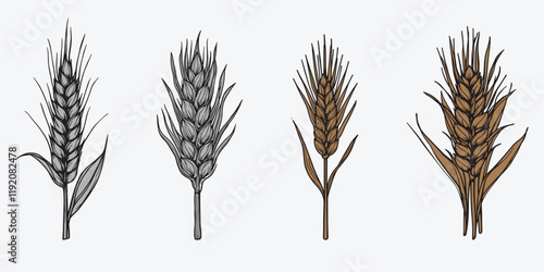 Wheat field isolated wheat ears vector set illustration on white background.