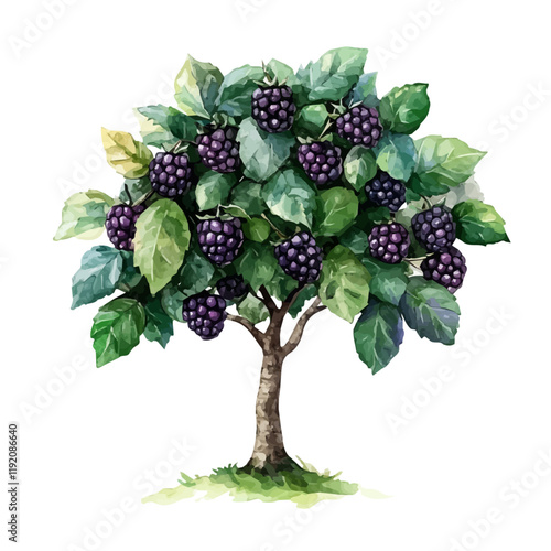 A watercolor drawing of a blackberry tree, isolated on a white background. Blackberry Tree vector.
