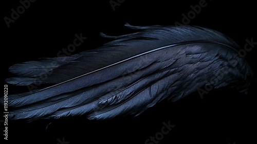 Dark bird feather, isolated on black background, mysterious, design element