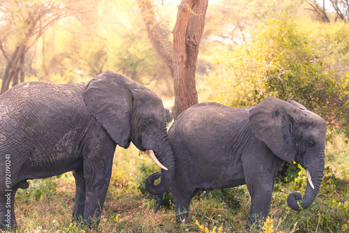 Photography Elephants in Tanzania, Africa