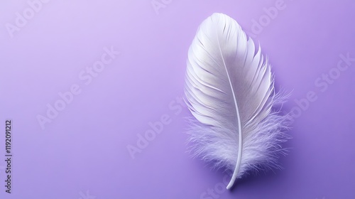 Single white feather on purple background, serenity concept, design element