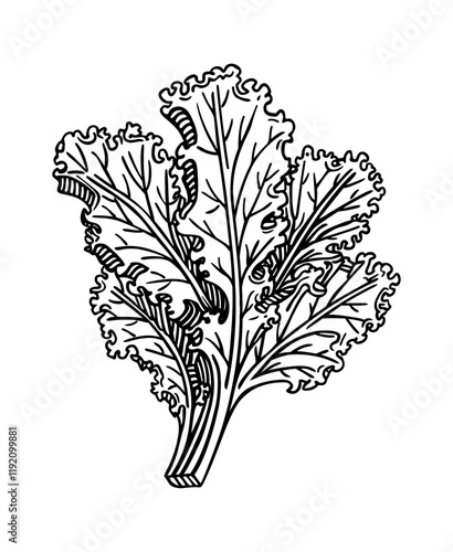 kale engraving black and white outline