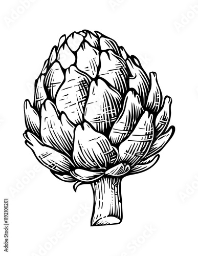 artichoke engraving black and white outline