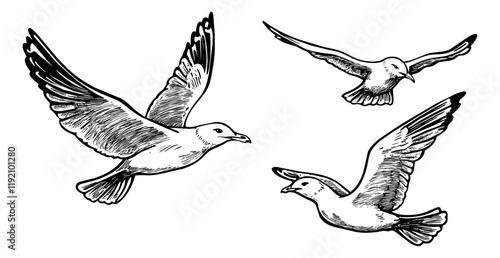 seagull fly engraving black and white outline