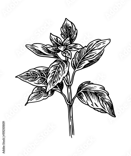 basil engraving black and white outline