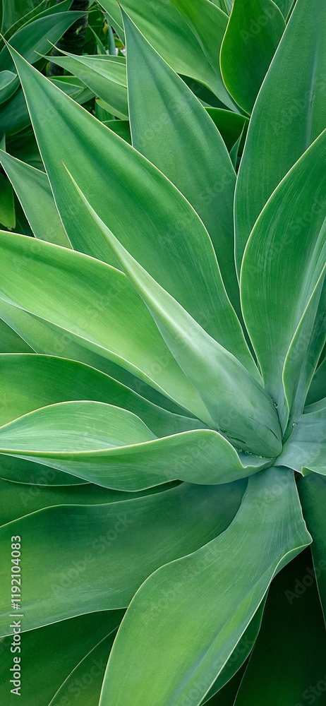 Fototapeta premium Green leaf mockup.