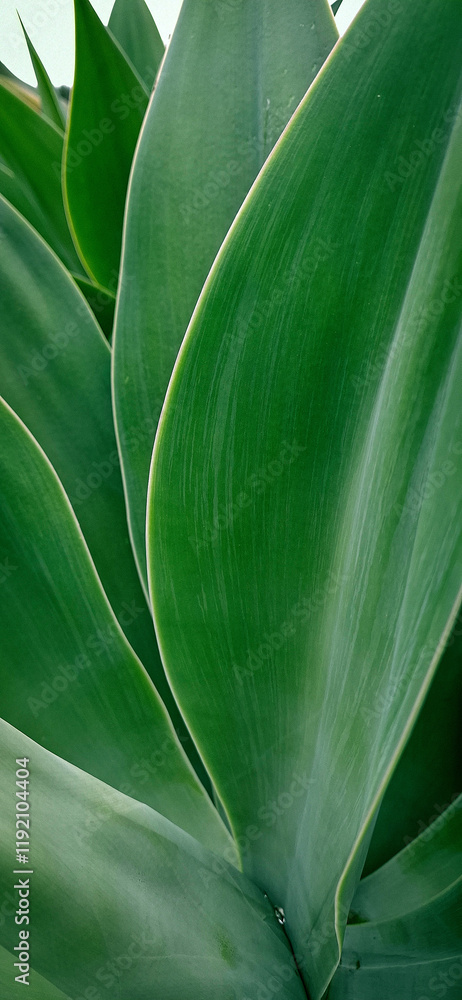 Obraz premium Green leaf closeup.