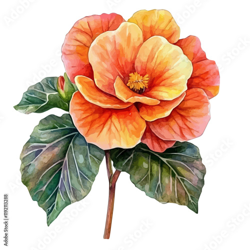A watercolor of a Begonia flower, isolated on a white background. Begonia flower vector.
