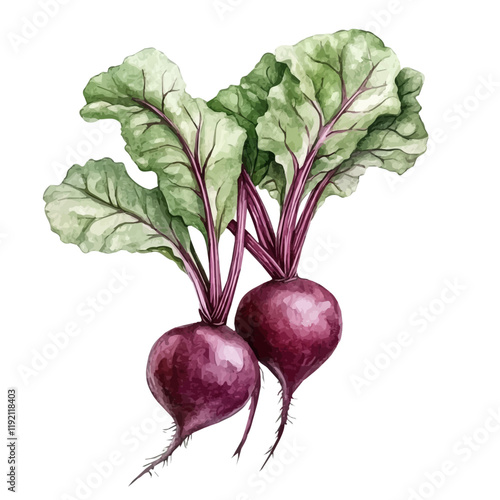 A watercolor drawing of a Beetroot, isolated on a white background. Beetroot vector.
