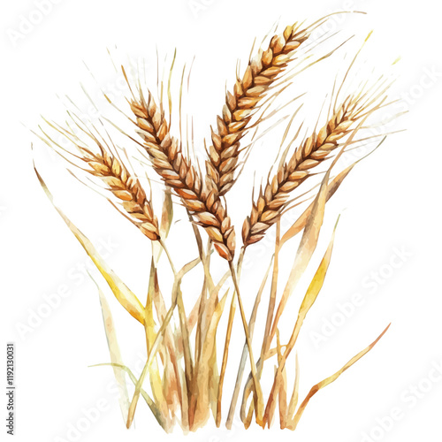 A watercolor vector of Barley, isolated on a white background. Barley vector.
