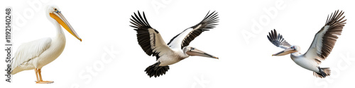 Majestic pelican isolated on transparent background, Set of