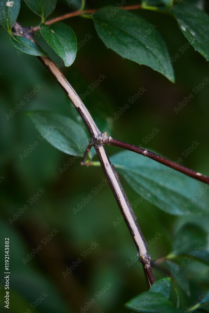 An intricate branch adorned with vibrant green leaves, beautifully displayed in natures splendor An intricate branch adorned with vibrant green leaves, beautifully displayed in natures splendor