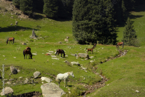 Horses grazing on a meadow of a scenic Altyn Arashan valley photo