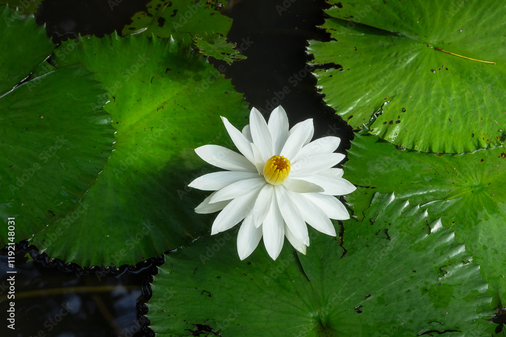 Water lily flowers and leaves in the pond Water lily flowers and leaves in the pond