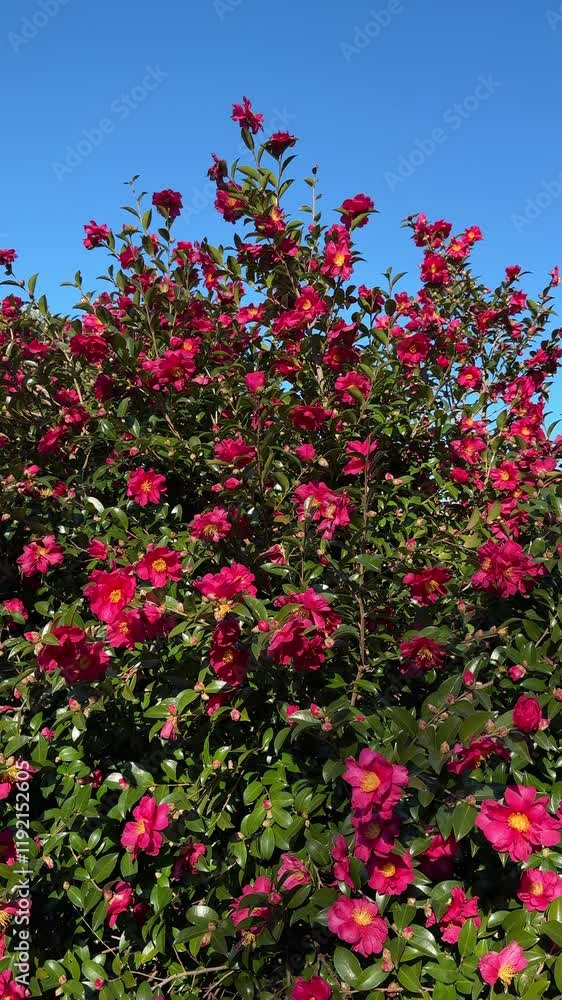 red camellia flowers in the garden against blue sky red camellia flowers in the garden against blue sky