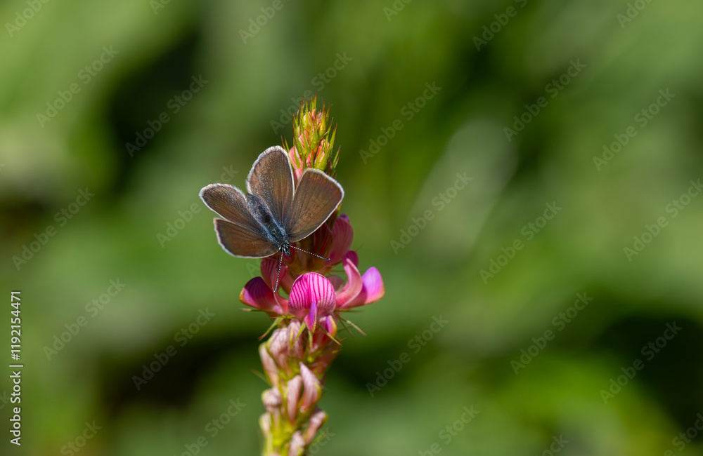 tiny butterfly in brown purple flowers